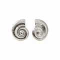Oorbellen Seashell - Zilver Oorbellen